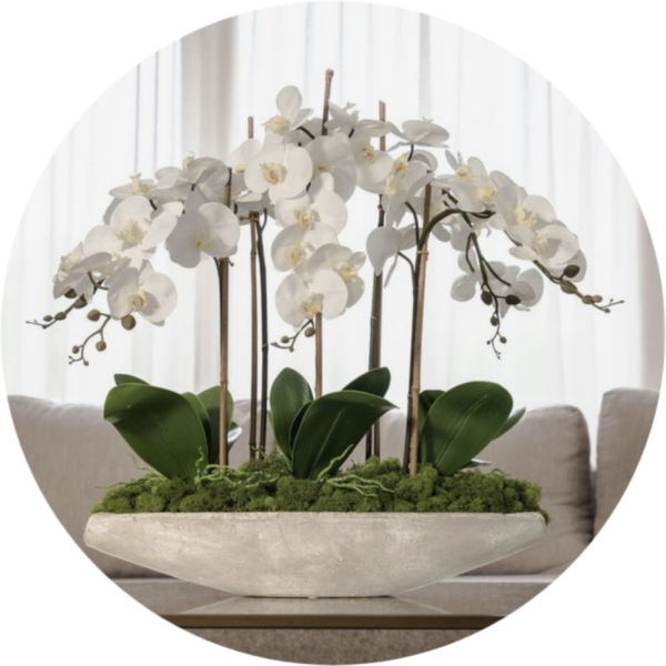 Orchid Plant Arrangement